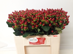 Hypericum Coco Fiesta 55cm
