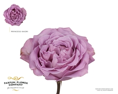 Rosa Garden Princess Kaori 50cm