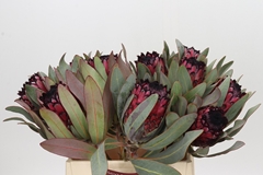 Protea Barb Ruby Princess 40cm