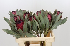 Protea Barb Ruby Princess 60cm