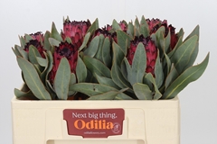 Protea Barb Ruby Princess 50cm
