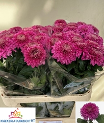 Chrysanth Single Marielle Purple 80cm 110gr.