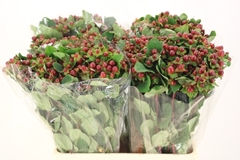 Hypericum Magical Seasons 60cm