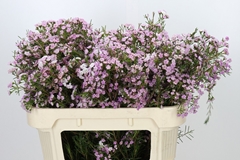 Chamelaucium Dancing Queen 70cm 35gr.