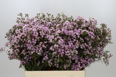 Chamelaucium Dancing Queen 60cm 25gr.