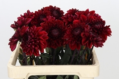 Dahlia Baccara 55cm