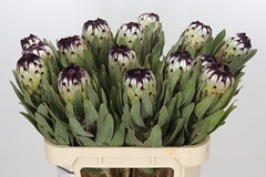 Protea Magnifica Niobe 80cm