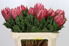 Protea Cynaroides Red Rex 70cm