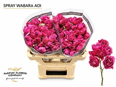 Rosa Garden Spray Wabara Aoi 50cm