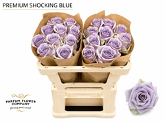 Rosa Premium Shocking Blue 50cm