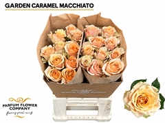 Rosa Garden Caramel Machiatto 50cm