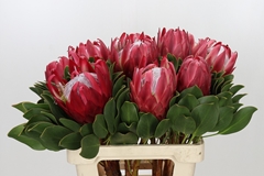 Protea Cynaroides Red Rex 60cm