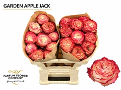 Rosa Garden Apple Jack 50cm