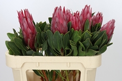 Protea Cynaroides Madiba 70cm