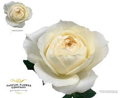 Rosa Garden Innocent 50cm