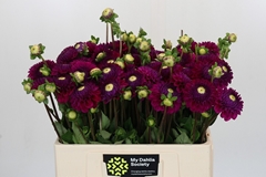 Dahlia Cryfield Harmony 50cm