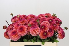 Dahlia Daisy Duke 50cm