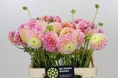 Dahlia Disco Baby 60cm