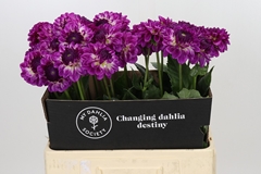 Dahlia Dreaming Maid 60cm