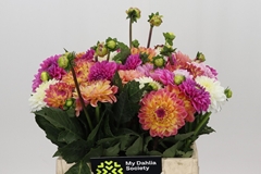 Dahlia Mix Per Bunch 40cm