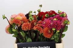 Dahlia Mix 50cm