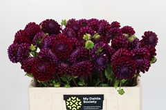 Dahlia Ivannetti 50cm