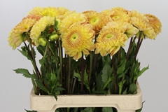 Dahlia Jowey Goldy 55cm