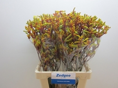 Anigozanthos Orange Velvet 70cm