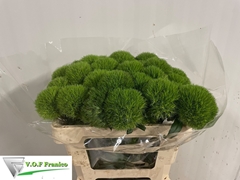 Dianthus Barb Kiwi Mellow 50cm