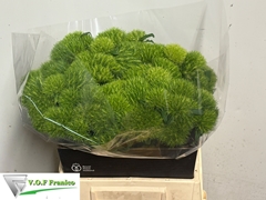 Dianthus Barb Kiwi Mellow 40cm