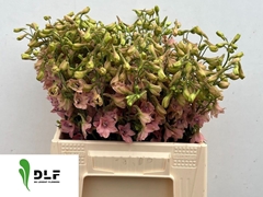 Delphinium Single Pink Sensation 40cm