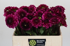 Dahlia Lilac Bull 50cm