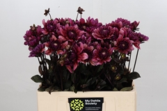 Dahlia Molly Raven 50cm