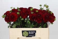 Dahlia Red Fox 50cm