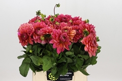 Dahlia Salmon Runner 45cm