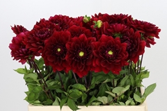 Dahlia Red Runner 55cm