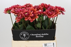 Dahlia Salmon Runner 60cm