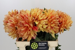Dahlia Striped Vulcan 60cm