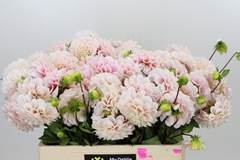 Dahlia Sweet Nathalie 50cm