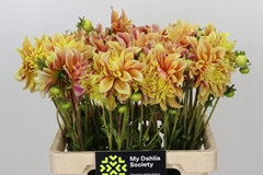 Dahlia Tyrel 55cm