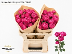 Rosa Garden Spray Cerise Julietta 50cm