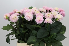Dahlia Wizard Of Oz 60cm