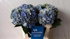 Hydrangea Elbtal Classic 80cm 18-20cm Hd