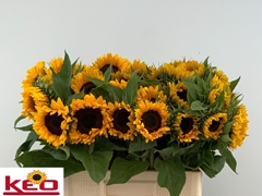 Helianthus Sunrich Orange 60cm