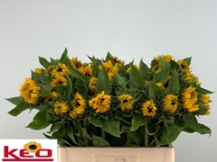 Helianthus Sunrich Orange 60cm
