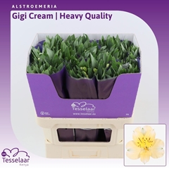 Alstroemeria Gigi Cream 75cm 80gr.