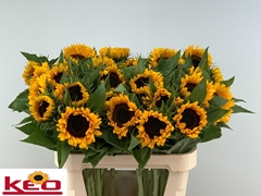Helianthus Sunrich Orange 80cm