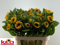 Helianthus Sunrich Orange 80cm