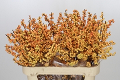 Ilex Verticillata Golden Verboom 90cm