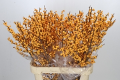 Ilex Verticillata Ilexia Julia 80cm